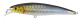 Sweeper minnow